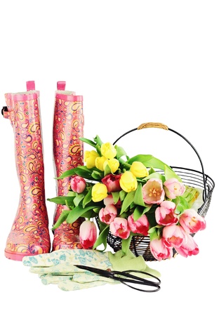 Fresh cut tulips with galoshes, gardening gloves and sheers isolated on a white background with copyspace available.の写真素材