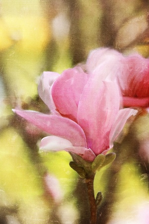 Japanese Magnolia tree blossom の写真素材