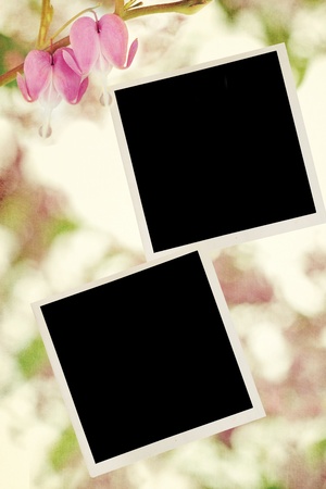Blank photos with Bleeding Hearts. の写真素材