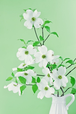 Bouquet of white Dogwood blossoms against a green background.の写真素材