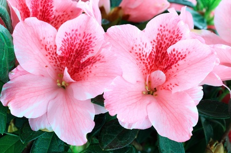 Macro of bright pink azalea blooms. Shallow depth of field.
の写真素材