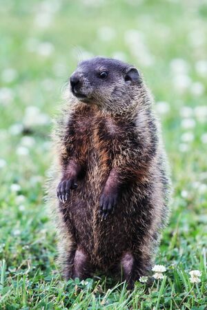 A young groundhog pup, also known as a Woodchuck, stands on his hind feet in a field of clover while he looks for danger. の写真素材