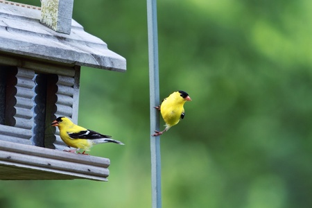 Two male American Goldfinch perched on a feeder.  Extreme shallow depth of field with room for copy space.の写真素材