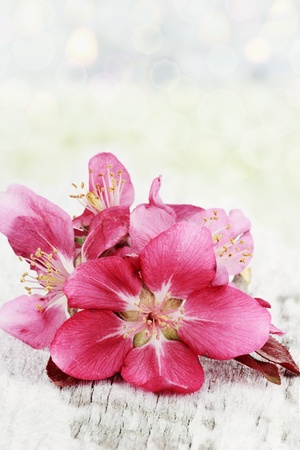 Apple blossoms on a rustic background with copy space.

の写真素材