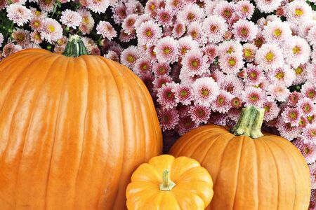 Three pumpkins in front of beautiful purple chyrsanthemums.
の写真素材
