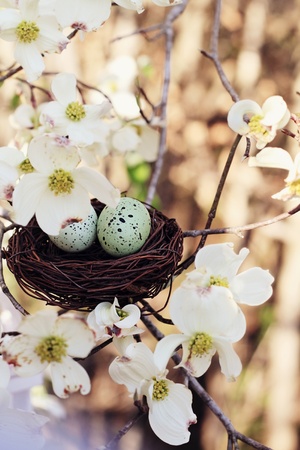 Beautiful image of two eggs in a small nest with dogwood blossoms surrounded it. Extreme shallow depth of field with some blur. Selective focus is on the eggs.
の写真素材