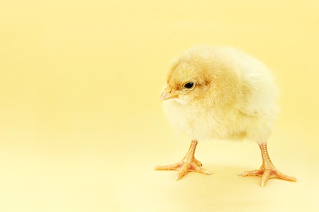Little Buff Orpington chick against a yellow background with room for copy space. の写真素材