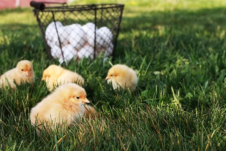 Little free range Buff Orpington chicks outdoors by a basket filled with fresh organic eggs. の写真素材