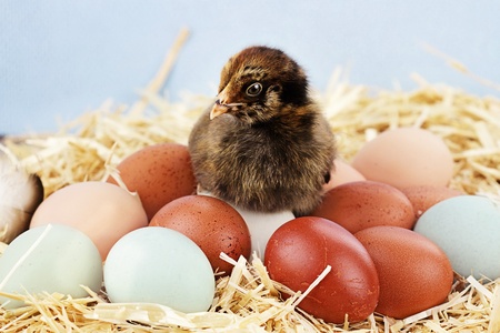Adorable little Araucana chick sitting on top of a variety of organic farm fresh eggs.  Araucanas are also known as the Easter Chicken for the blue or greenish colored eggs they lay.の写真素材