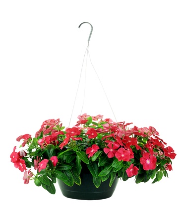 Hanging Basket with Impatiens flowers isolated over a white background with clipping path included.
の写真素材