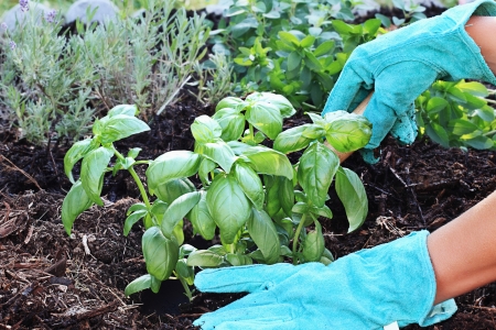 A gardener's gloved hand planting Basil with a small trowel in a herb garden with rich composted soil.

の写真素材