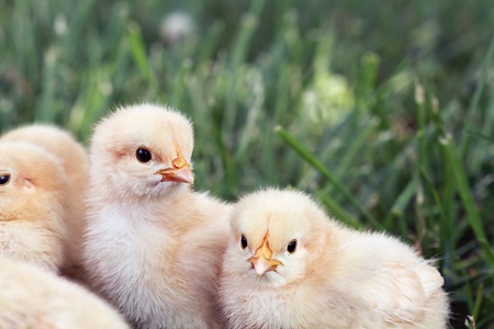 Little Buff Orpington chicks sitting huddled together in the grass. Extreme shallow depth of field. の写真素材