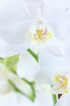 Macro of beautiful white orchids with extreme shallow depth of field.の写真素材