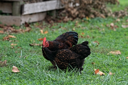 Cochins. A rooster Cochin offers a hen some food.の写真素材