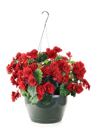 Hanging Basket with Begonias flowers isolated over a white background. の写真素材