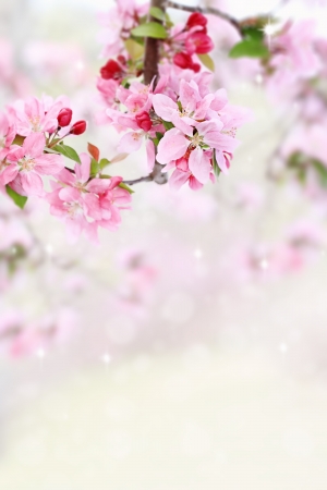 Beautiful spring pink tree blossoms with available copy space.の写真素材