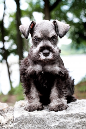 Six week old salt and pepper Mini Schnauzer sitting outside. Extreme shallow depth of field with selective focus on puppies face.の写真素材