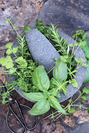 Mortar and pestle with fresh basil, cilantro, rosemary, parsley, thyme and peppercorns on slate rustic background with antique scissors. 
の写真素材