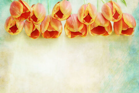 Row of beautiful orange tulips over a textured background with copy space. の写真素材