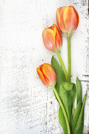 Three beautiful orange tulips over a rustic background with copy space. の写真素材
