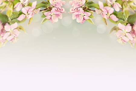 Beautiful crab apple tree blossoms against a blue background  Extreme shallow depth of field with copy space の写真素材