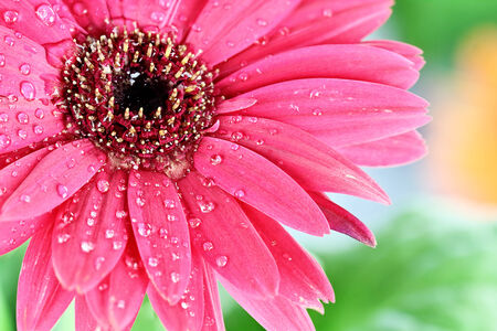 Pink gerber daisy macro with water droplets on the petals.. Extreme shallow depth of field.の写真素材