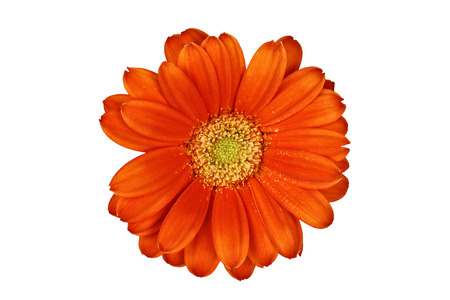 Isolated gerber daisy macro over white with clipping path included の写真素材