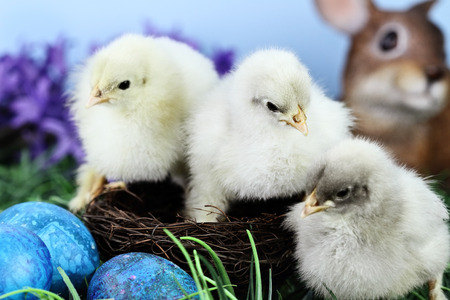 Three cute little chicks sit in a nest surrounded by Easter eggs. Extreme shallow depth of field...
