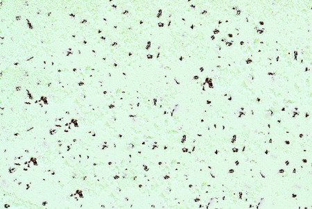 Background of delicious chocolate chip mint ice cream.の写真素材
