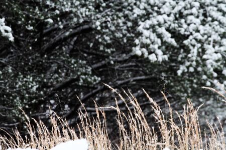 Red Fescue on a cold winter day with extreme shallow depth of field.の写真素材