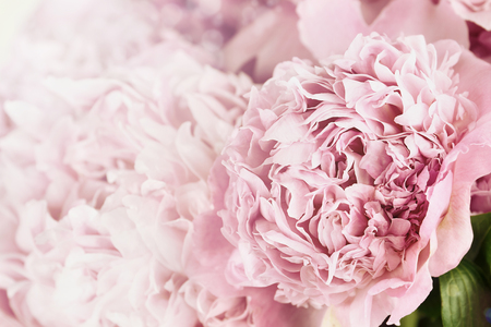 Beautiful toned pink peonies in the sunlight. Extremely shallow depth of field with selective focus on flower in foreground.の写真素材