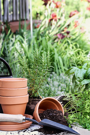 Old gardening trowel with terracotta pots, potting soil, and potted herbs with spilled soil.の写真素材