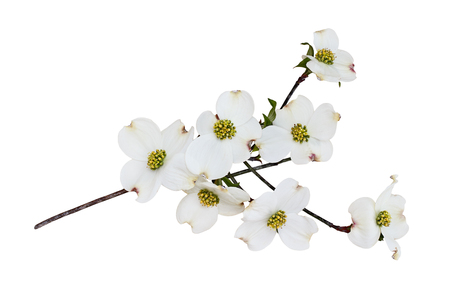 Flowering dogwood blossoms and branch isolated against a white background. Clipping path included.の写真素材