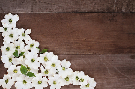 Close of flowering dogwood blossoms over a rustic wood table top background. Image shot from above with copy space.の写真素材