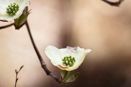 Flowering dogwood blossoms against a natural brown background. Extreme shallow depth of field with selective focus on center of flower in foreground.の写真素材