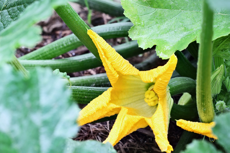 Blossom of an organically grown zucchini plant growing in a mulched bed. Extreme shallow depth of field with selective focus.の写真素材