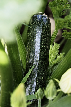 Organically grown zucchini plant on plant with flower buds surrounded it. Extreme shallow depth of field with selective focus on vegetable.の写真素材