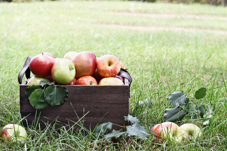 Freshly picked bushel of apples in an old vintage wooden crate with leather handles sitting in the grass at an orchard.の写真素材