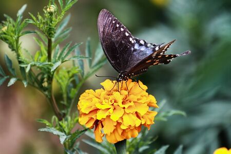A Spicebush Swallowtail (Papilio polyxenes) Butterfly feeding from an orange marigold flower in the summer sun.の写真素材