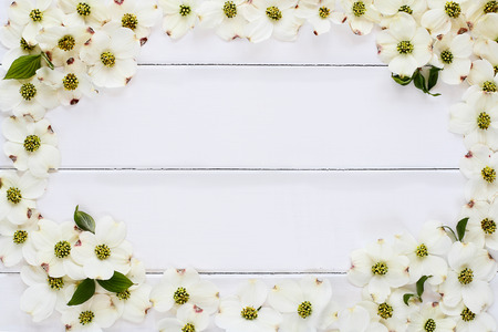 Close of flowering dogwood blossoms over a white wood table top background. Image shot from above with copy space.の写真素材