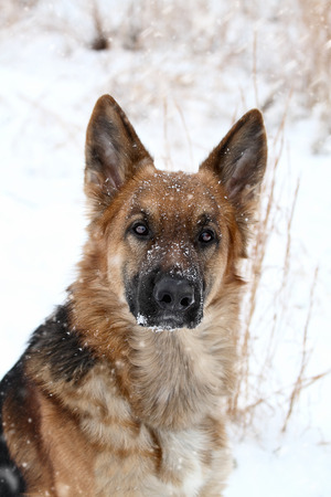 Close-up of a German Shepherd dog looking into the camera during a winter snow storm.の写真素材