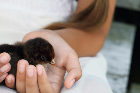 Little girl holds a Partridge Cochin chick that is just days old.の写真素材