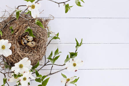 Bird nest with speckled eggs over a white rustic wood table top amidst flowering dogwood branches and flowers. Image shot from above with copy space.の写真素材