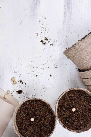 Pea seeds in seedling peat pots over a white wooden table. Image shot from above in flat lay style.