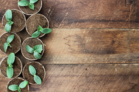 Cucumber plants in seedling peat pots over a rustic wooden table. Image shot from above in flat lay style.の写真素材