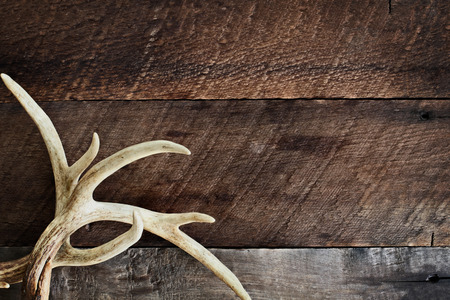 A pair of real white tail deer antlers over a rustic wooden background. They are used by hunters...