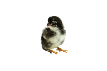 Cute little black and yellow French Copper Maran chicken / chick isolated over a white background.の写真素材