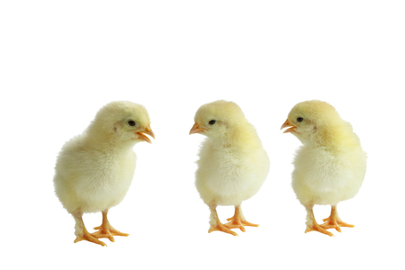 Three cute little yellow French Splash Copper Maran chicken / chicks isolated over a white background.の写真素材