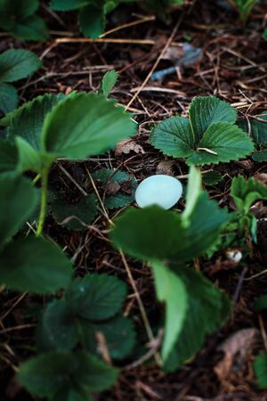 A lone Eastern Bluebird, Sialia sialis,  songbird egg kicked out of the nest by a Brown-headed...