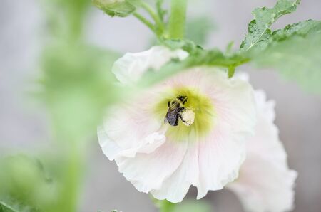 Bumblebee bee collecting pollen from a beautiful old fashioned soft pink Hollyhock, Althaea rosea...
